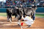 Stingers field manager Matt Hollod competed in a cow miling contest....and he won!